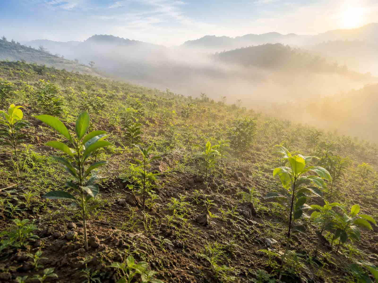 晨雾与阳光中的山坡柑橘嫩苗种植区